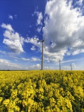 Rape field in blossom with wind turbines