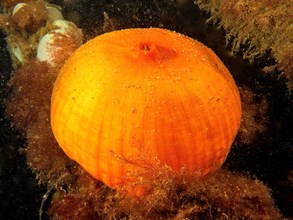 Closed clonal plumose anemone