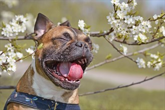 Yawning brown French Bulldog dog with mouth white open and tongue and teeth showing in front of white spring flowers blooming on apple tree