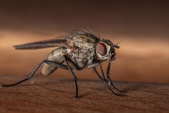 Macro shot of a house fly standing on a wooden table