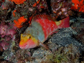 Resting mediterranean parrotfish