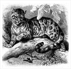 Clouded leopard