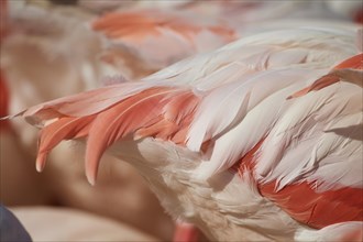 Feathers of a Greater flamingo