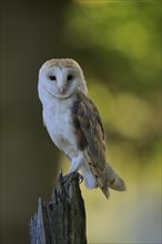 Common barn owl