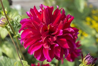 Red dahlia