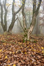 Autumn forest with mist and fallen leaves on the forest floor