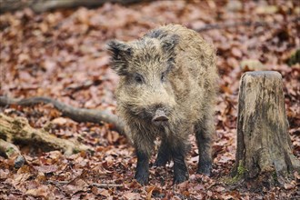 Young Wild boar