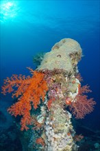 Hemprich's tree coral