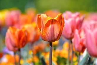 Beautiful yellow and orange tulip in middle of field with colorful spring flowers on blurry background