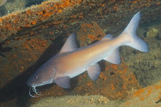 Natal Sea Catfish
