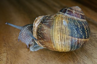Close-up of a snail on a wooden table