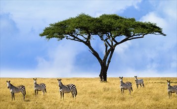 Herd of zebras in a national park in Tanzania