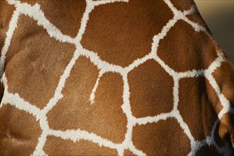 Close-up of the animal fur of a Reticulated giraffe