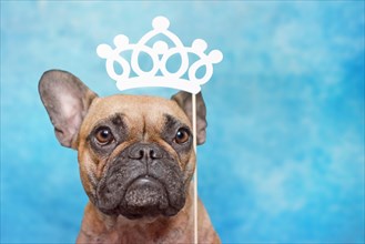 Cute brown French Bulldog dog with big eyes and princess paper crown photo prop above head on blue studio background