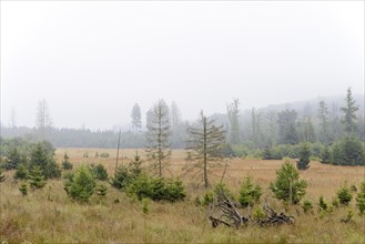 Former windthrow area with typical vegetation