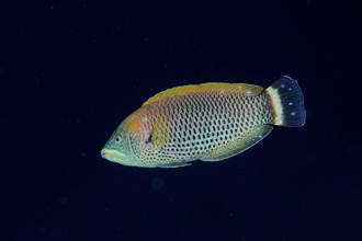 A colourful chiseltooth wrasse