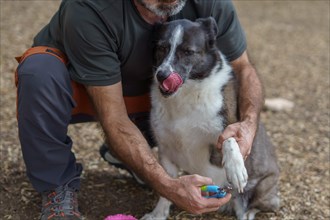 Cutting the nails of a border collie dog with scissors in the field