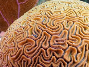 Close-up of a brain coral