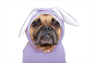 Portrait of cute French Bulldog dog girl dressed up in funny light violet easter bunny costume with ears on white background