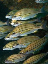 Group of Striped Grunts