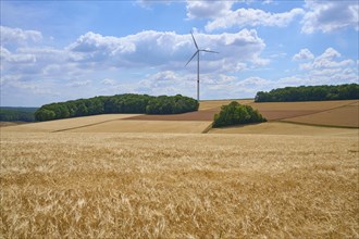 Landscape with barley field and wind turbine in summer