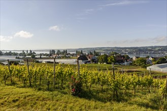 Vineyards and greenhouses on Reichenau Island
