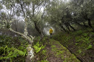 Hikers between lichen-covered trees