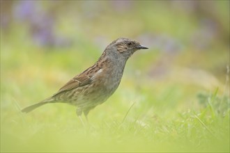 Dunnock or Hedge sparrow