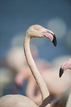 Portrait of a Greater flamingo