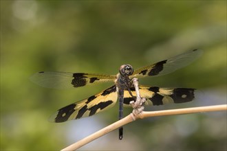 Dragonfly Common Picturewing