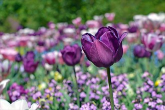 Beautiful dark violet Negrita Tulip