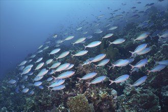 A large school of Red Sea Fusilier Fish Suez Fusilier