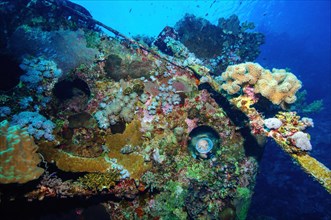 Diver looks into shipwreck through porthole of sunken ship with colourful hull overgrown with corals and sponges