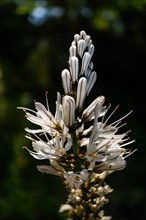Beautiful wildflower known as Silverrod