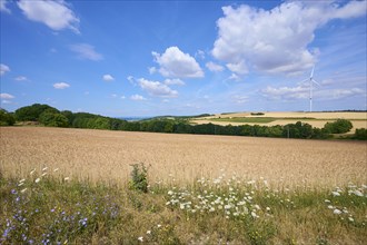 Landscape with spelt field and wind turbines in summer