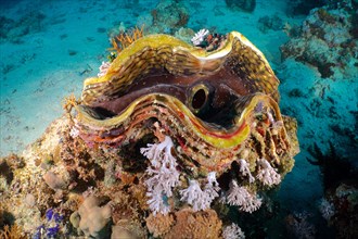 Fluted giant clam