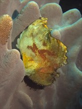 Leaf scorpionfish