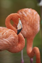 Portrait of an American flamingo