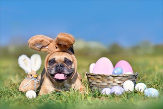 Cute happy Easter French Bulldog dog with rabbit costume ears next to easter eggs and decoration chicken