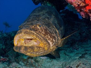 Portrait of atlantic goliath grouper
