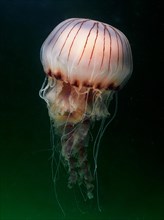 Compass Jellyfish