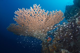 Pharaoh's antler coral