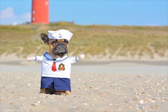 Funny French Bulldog dressed up with a cute sailor dog costume on beach