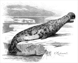Hooded seal