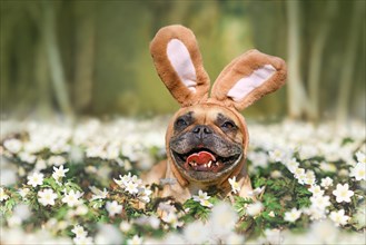 Smiling Easter French Bulldog dog with rabbit costume ears between spring flowers