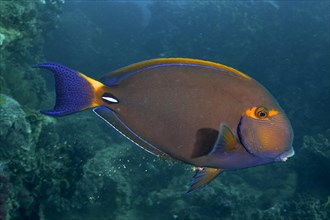 Eyestripe surgeonfish