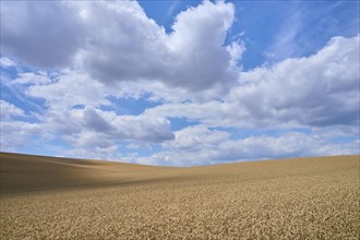 Hilly wheat field with sky in summer