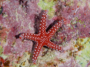 Ghardaqa Starfish