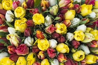 Bouquet with colourful tulips