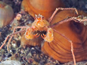 Scorpion Sea Spider